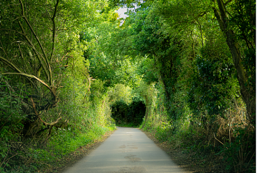 heart shape in tree tunnel